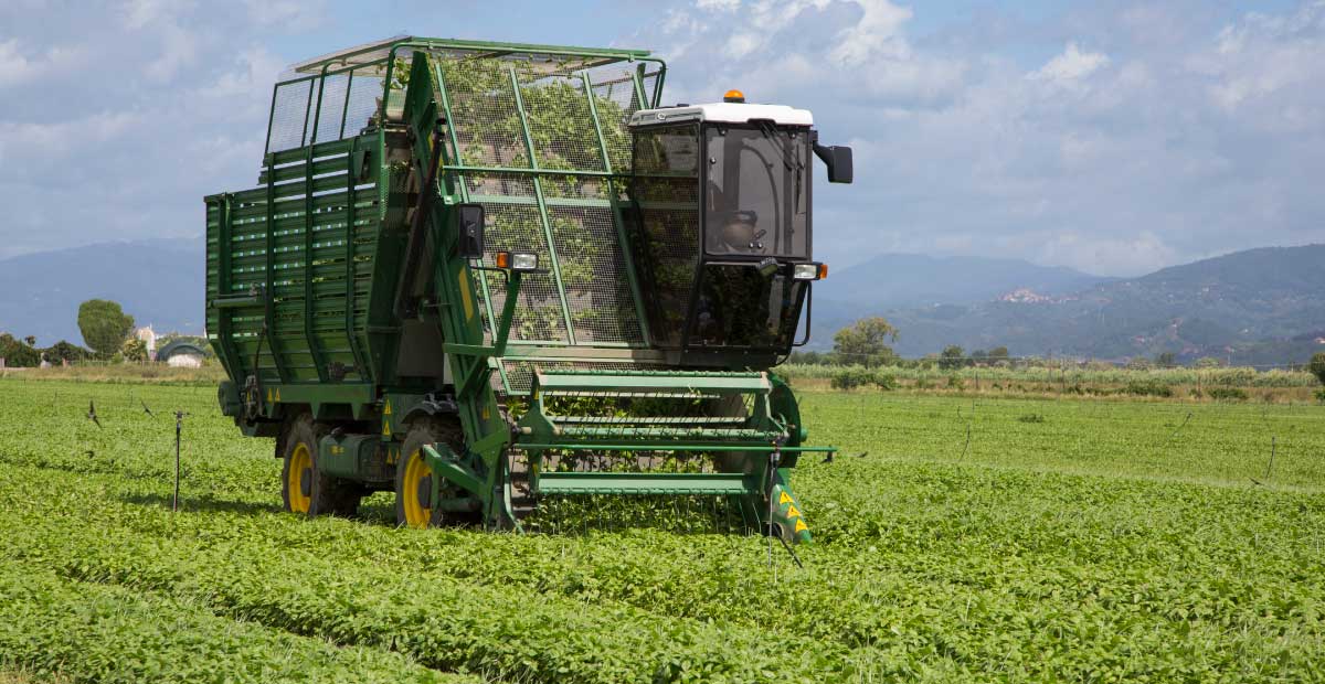 Spinach & Greens Harvesting with Premium KASCO Scallop Blades